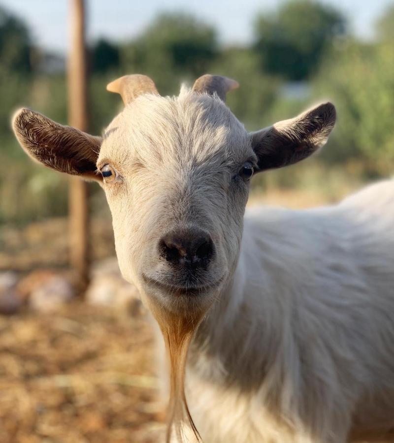 Herdade Da Maridona - Agroturismo Estremoz Dış mekan fotoğraf